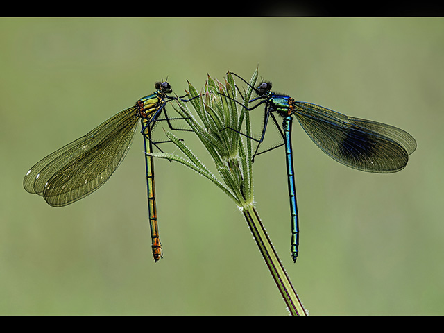 MaleAndFemaleDemoiselles.jpg